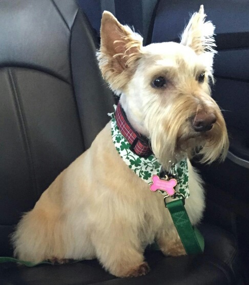 Happy St. Patrick’s Day
