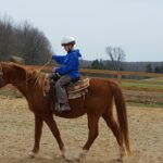 Nice Horse