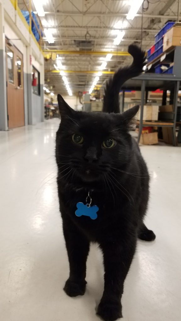Sam The Work Cat